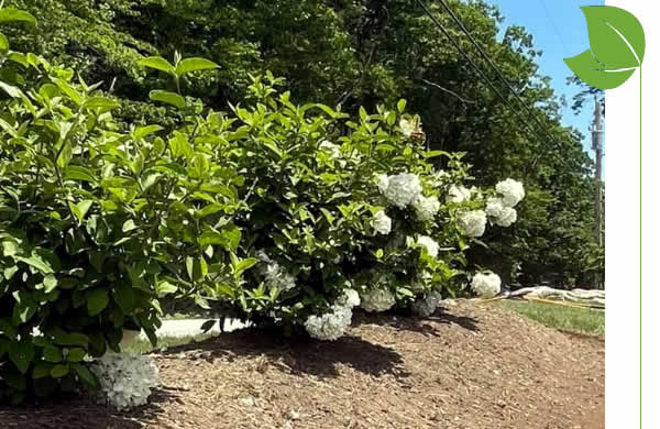 Bed Planting Services