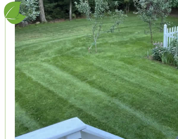 McQueen City Overseeding and New Lawn Installation Services