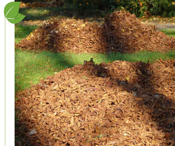 McQueen City Spring and Fall Cleanup Services