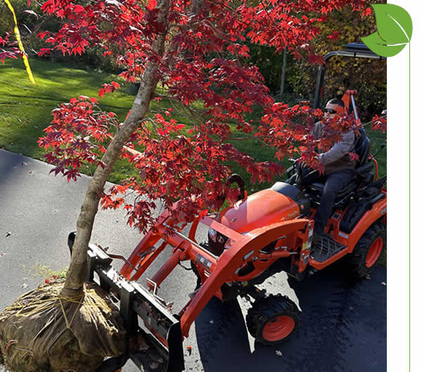 Why Choose McQueen City Landscaping